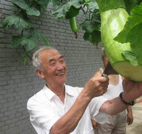 农村免费吃瓜大爷,共享丰收喜悦的温馨画面  第2张