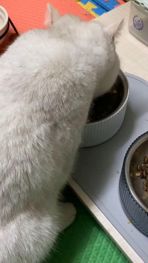 有好多爆料的猫吗视频,“有好多爆料的猫吗”视频背后的秘密  第2张 有好多爆料的猫吗视频,“有好多爆料的猫吗”视频背后的秘密  第2张