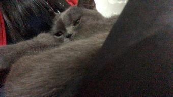 有好多爆料的猫吗视频,“有好多爆料的猫吗”视频背后的秘密  第3张 有好多爆料的猫吗视频,“有好多爆料的猫吗”视频背后的秘密  第3张