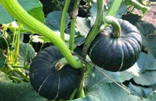 临沂吃瓜网红是谁啊,揭秘临沂地区热门吃瓜达人  第2张 临沂吃瓜网红是谁啊,揭秘临沂地区热门吃瓜达人  第2张