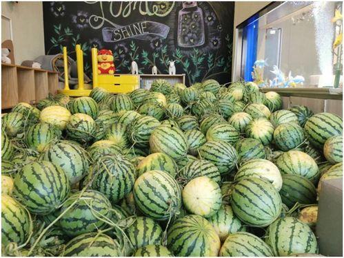 在哪里可以免费吃瓜,畅享夏日清凉新体验