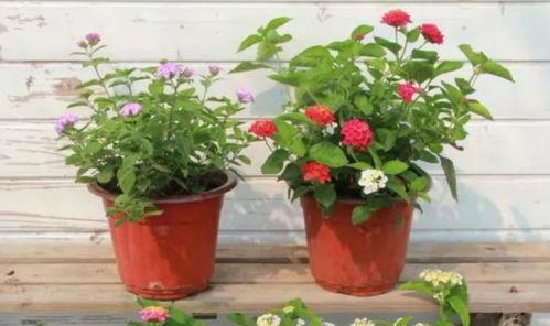 新闻视频爆料入口在哪,一键掌握独家资讯  第3张 新闻视频爆料入口在哪,一键掌握独家资讯  第3张