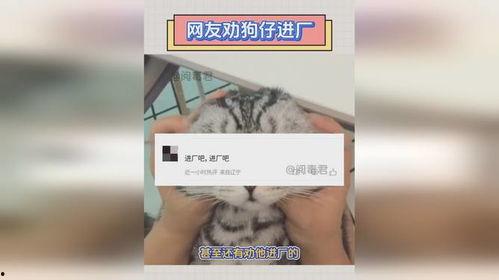 狗仔如何爆料狗粮视频,狗粮视频背后的甜蜜真相  第3张 狗仔如何爆料狗粮视频,狗粮视频背后的甜蜜真相  第3张